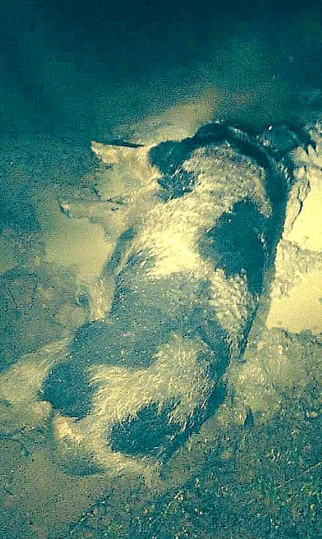 ATTACK: The black and white wild boar that ripped Ricki Krause’s hand. ATTACK: The black and white wild boar that ripped Ricki Krause’s hand.