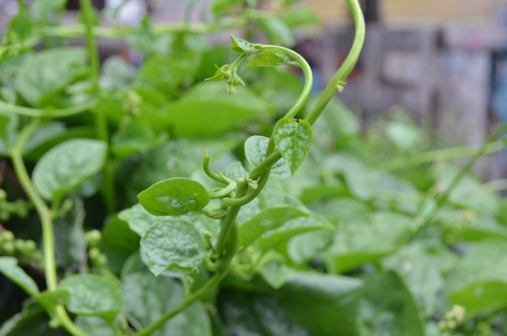 TENDRIL: The tendrils of salon spinach in Fiona Morris' organic garden, Gleneden. Photo Shirley Way / Central & North Burnett Times TENDRIL: The tendrils of salon spinach in Fiona Morris' organic garden, Gleneden. Photo Shirley Way / Central & North Burnett Times