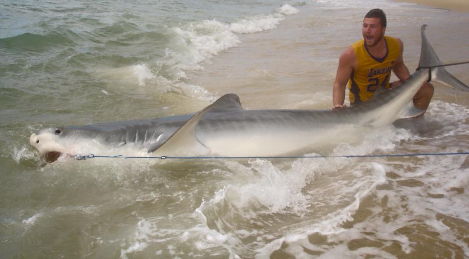 Max Muggeridge, 19, of Coomera reels in a 4m tiger shark before setting it free. Max Muggeridge, 19, of Coomera reels in a 4m tiger shark before setting it free.