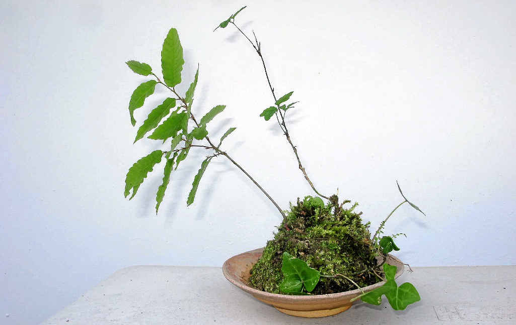 The author’s modest, but earnest and benevolent, attempt at the Japanese art of bonsai. The author’s modest, but earnest and benevolent, attempt at the Japanese art of bonsai.