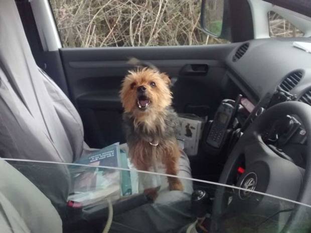 Alfie the Yorkshire Terrier Alfie the Yorkshire Terrier