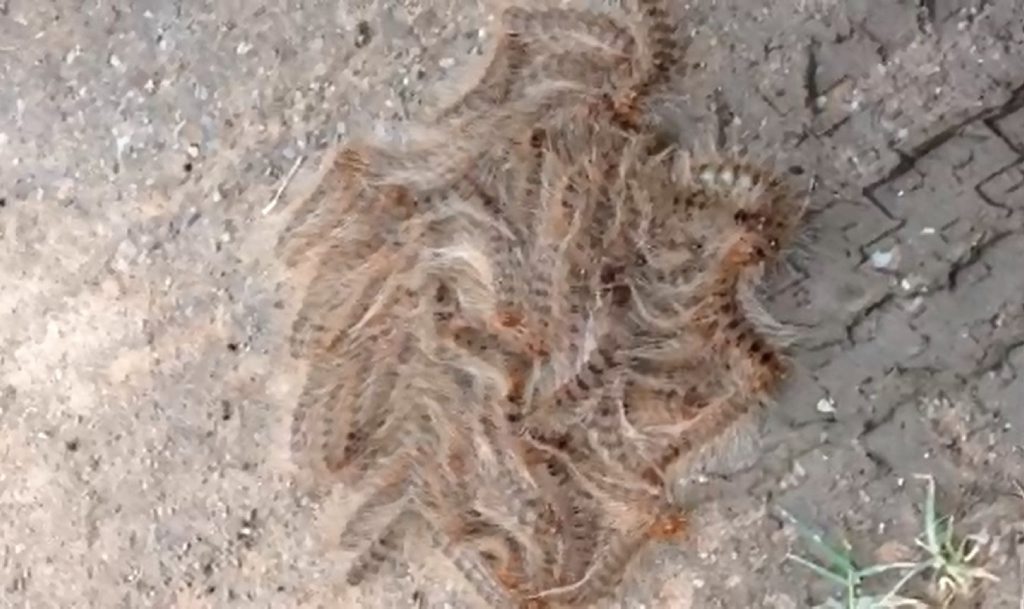 Feeling itchy? No? Well you will after watching this. Feeling itchy? No? Well you will after watching this.