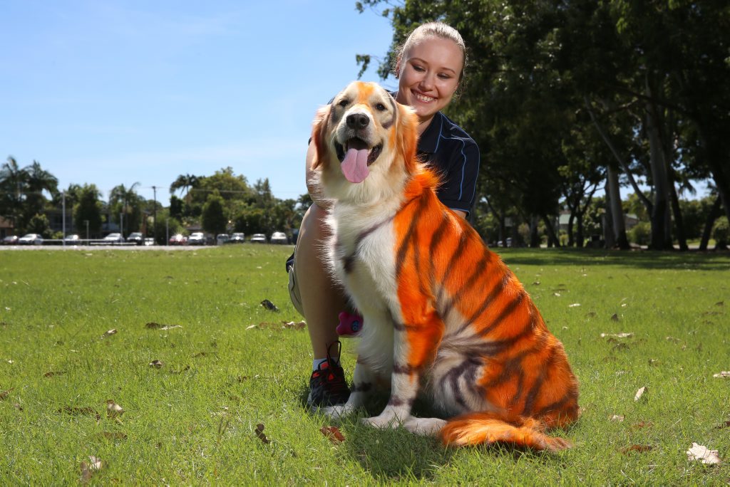 Image for sale: Sophia Lacrosse with Pedro the tiger dog, Best Friends Pets a Colour for Cure Leukaemia foundation fundraiser. Photo: Nolan Verheij-Full / Tweed Daily News