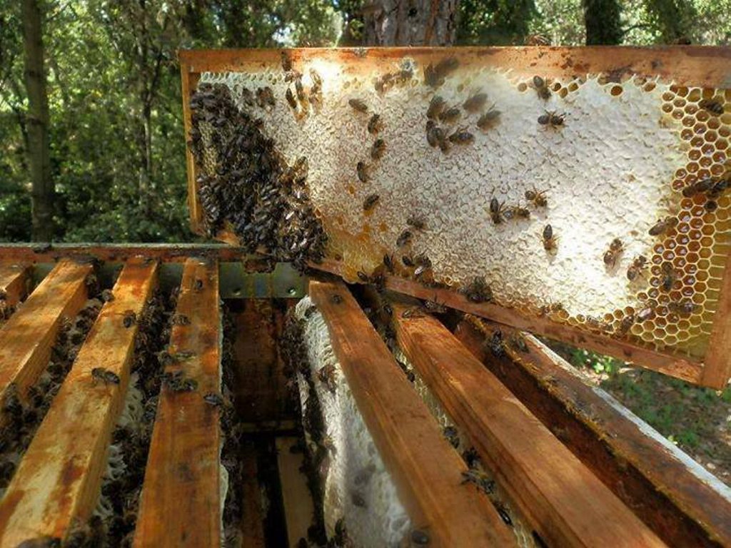 One of Mark Rook's beehives. One of Mark Rook's beehives.