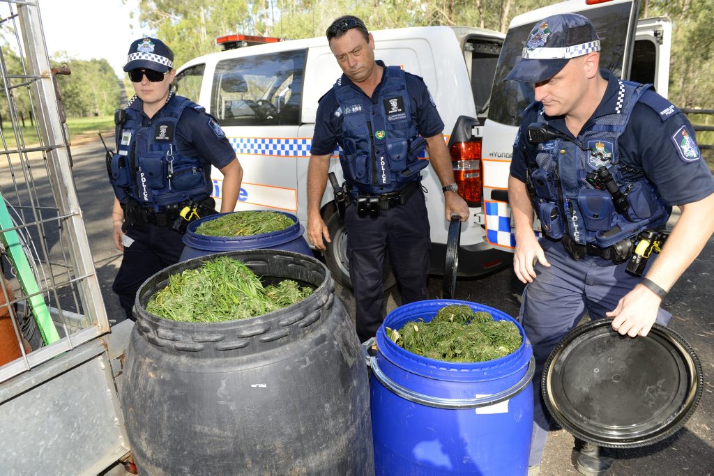 Police uncovered a massive amount of cannabis on a property on Wattle Road in Coominya on Friday. Photo: Rob Williams / The Queensland Times Police uncovered a massive amount of cannabis on a property on Wattle Road in Coominya on Friday. Photo: Rob Williams / The Queensland Times