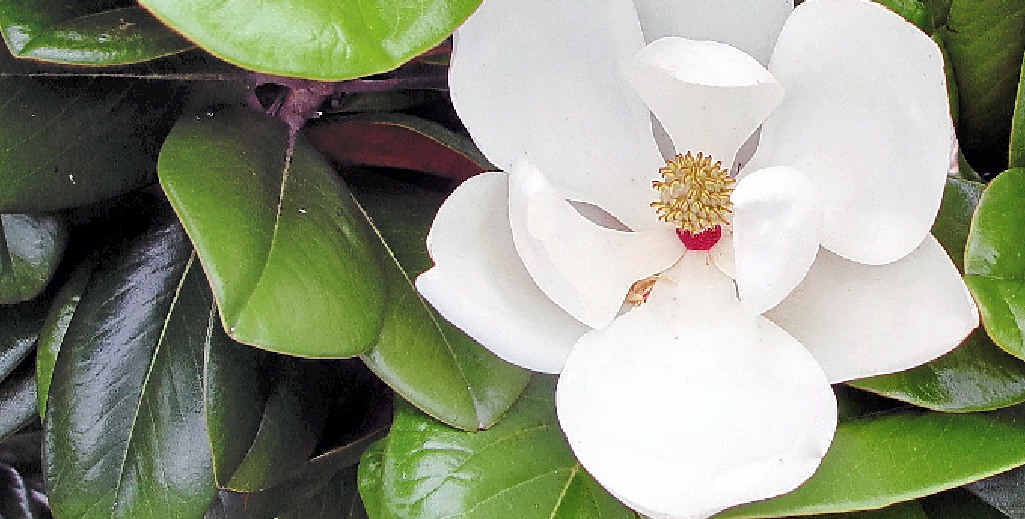 Once established, magnolia Teddy Bear doesn’t need much watering. Once established, magnolia Teddy Bear doesn’t need much watering.