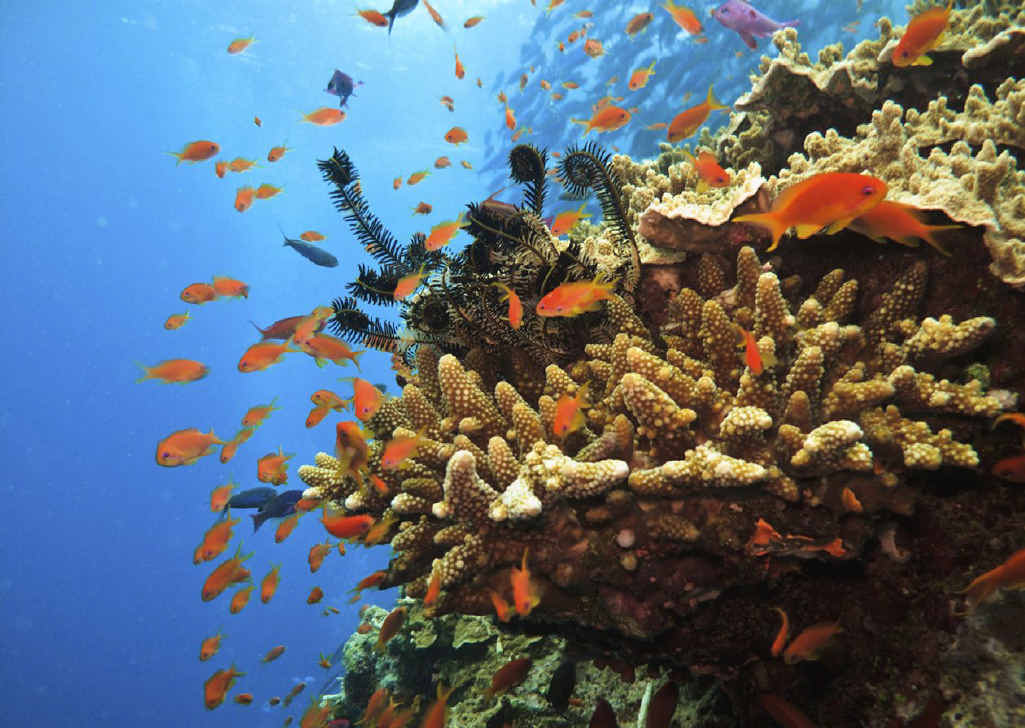 FEARS RAISED: A new campaign is pushing for more protection for the Great Barrier Reef. FEARS RAISED: A new campaign is pushing for more protection for the Great Barrier Reef.