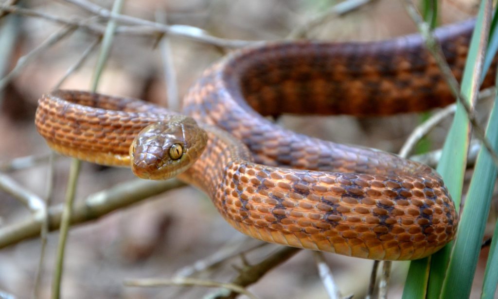 Brown Tree Snake Richie Gilbert Brown Tree Snake Richie Gilbert