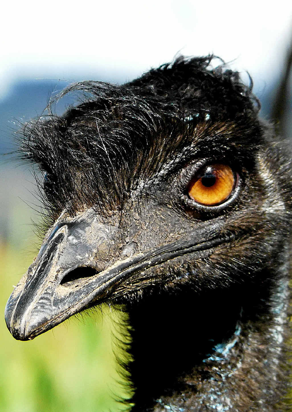 EYEING YOU OFF: Emus might look silly, but don’t underestimate them. EYEING YOU OFF: Emus might look silly, but don’t underestimate them.
