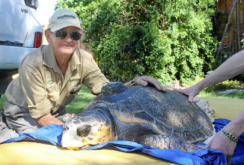 GOING HOME: Wildlife conservationist Bob Irwin visited Keppel Bay Marina to help release Amanda, a loggerhead turtle who was injured in a crocodile attack six months ago. GOING HOME: Wildlife conservationist Bob Irwin visited Keppel Bay Marina to help release Amanda, a loggerhead turtle who was injured in a crocodile attack six months ago.