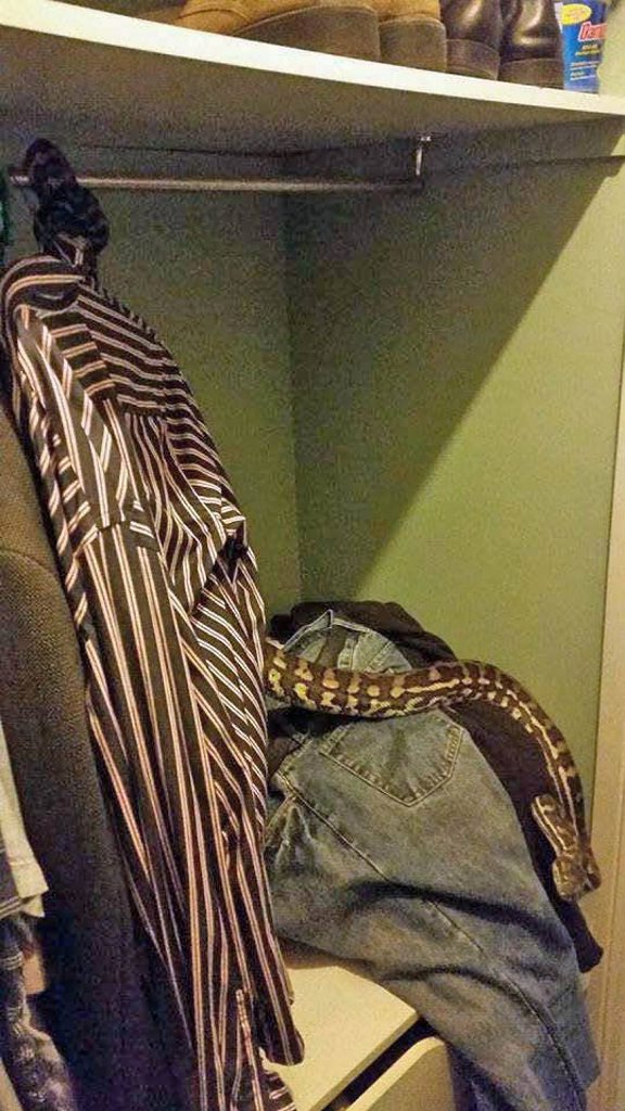 A snake known to Flaxton residents as A snake known to Flaxton residents as