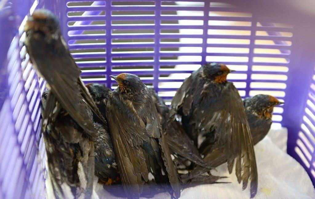 A flight of 32 swallows was found drenched in a sticky, adhesive gel that restricted them from flying at a Peregian property. Photo: Ben Beaden. A flight of 32 swallows was found drenched in a sticky, adhesive gel that restricted them from flying at a Peregian property. Photo: Ben Beaden.