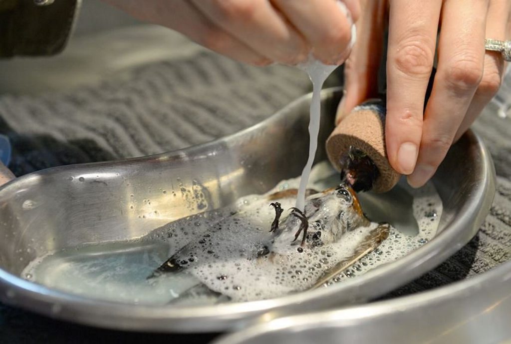 Australia Zoo Wildlife Hospital staff wash a sticky adhesive gel from a swallow which was affected after a property owner at Peregian used the product at his home. Photo: Ben Beaden. Australia Zoo Wildlife Hospital staff wash a sticky adhesive gel from a swallow which was affected after a property owner at Peregian used the product at his home. Photo: Ben Beaden.