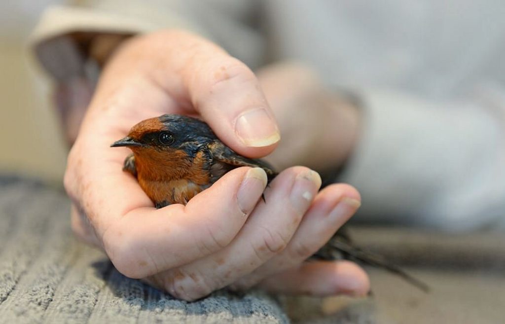 A flight of 32 swallows was found drenched in a sticky, adhesive gel that restricted them from flying at a Peregian property. Photo: Ben Beaden. A flight of 32 swallows was found drenched in a sticky, adhesive gel that restricted them from flying at a Peregian property. Photo: Ben Beaden.