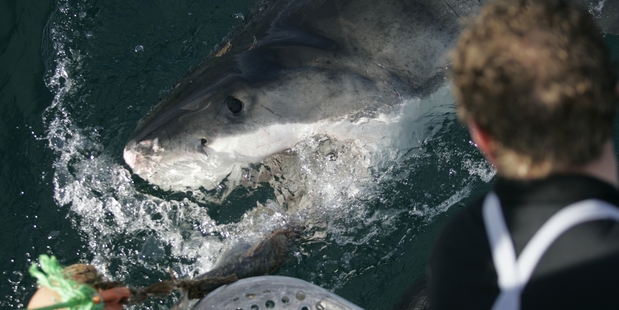 A shark attacks a film crew's dinghy. A shark attacks a film crew's dinghy.