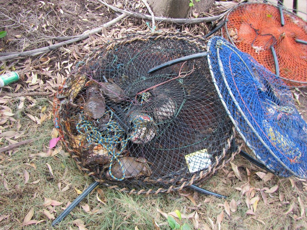 ILLEGAL CATCH: A Bundaberg fisher has been fined $13,300 for a number of crabbing offences including too many pots. Photo Contributed ILLEGAL CATCH: A Bundaberg fisher has been fined $13,300 for a number of crabbing offences including too many pots. Photo Contributed
