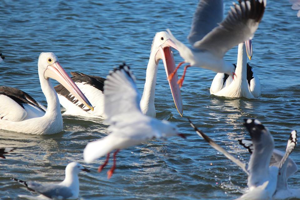 Pelicans Vs Seagulls For Photo Of The Day Daily Mercury