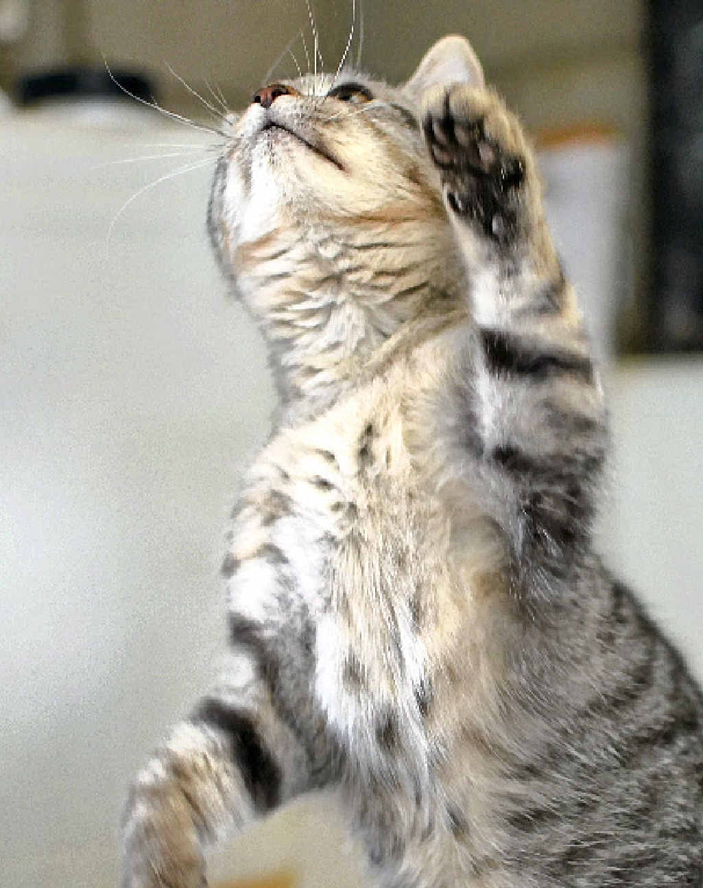 This friendly and playful few-months-old kitten is still looking for a home. This friendly and playful few-months-old kitten is still looking for a home.