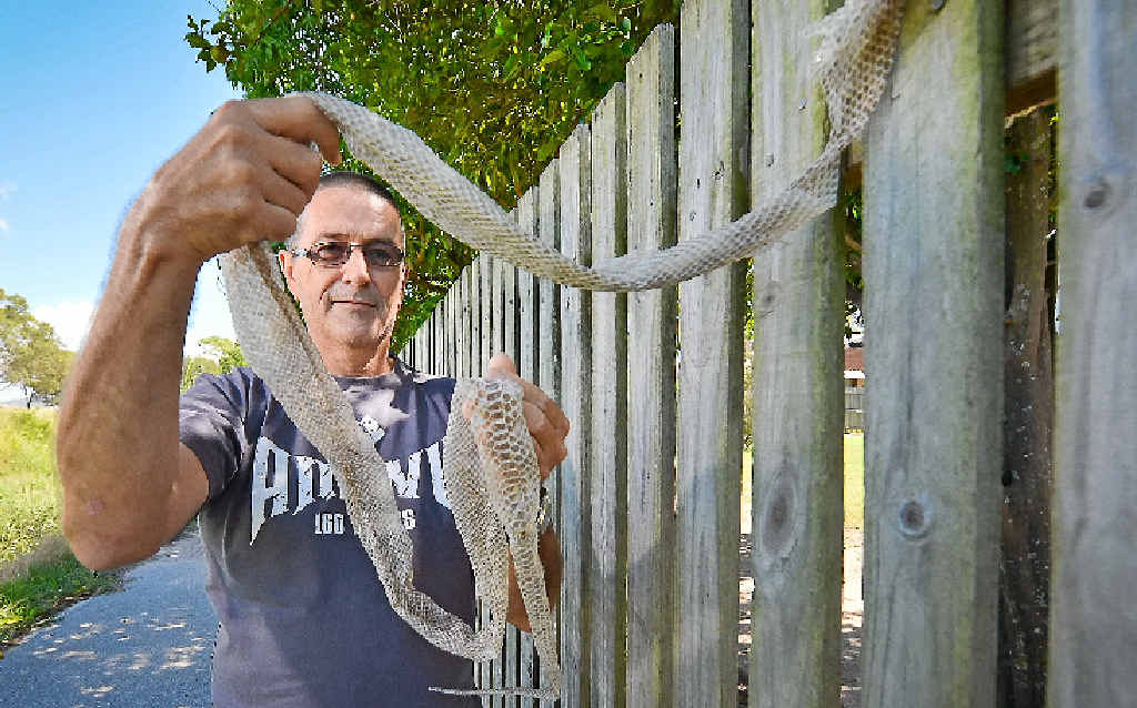 SLIPPERY SITUATION: Mark Shephardson has had multiple run-ins with deadly snakes. SLIPPERY SITUATION: Mark Shephardson has had multiple run-ins with deadly snakes.