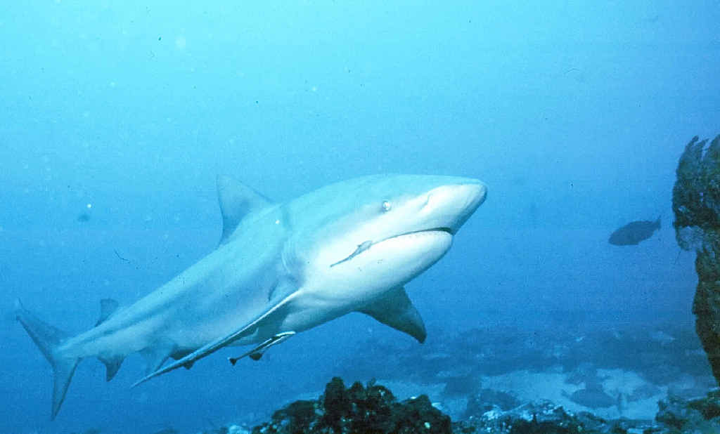 Bull sharks go back home to give birth Sunshine Coast Daily