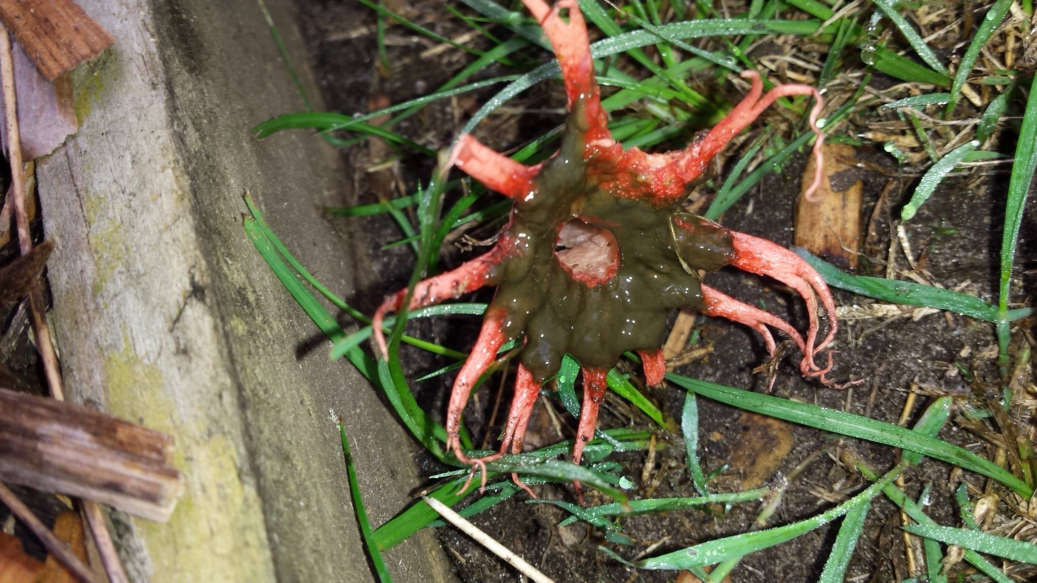 IT'S ALIVE: This creepy creature grew in a Pottsville resident's garden.
Courtesy: Jodie Edmunds. IT'S ALIVE: This creepy creature grew in a Pottsville resident's garden.
Courtesy: Jodie Edmunds.