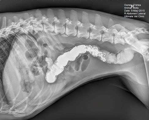Molly had to undergo surgery after eating some kinetic sand. Molly had to undergo surgery after eating some kinetic sand.