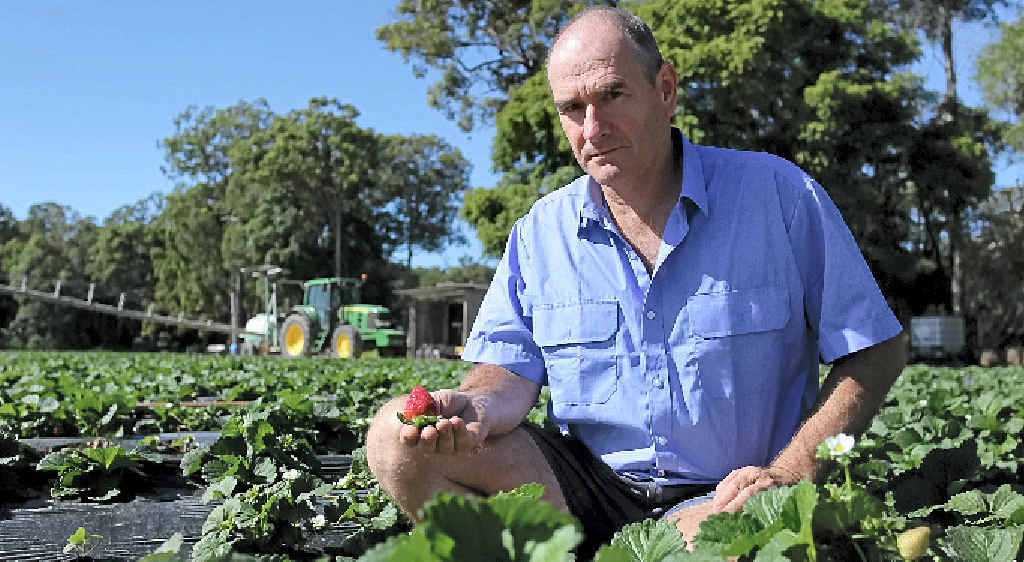 CONTROL: Farm manager Darryl Holt says his company chooses to hire workers directly rather than through labour contractors. CONTROL: Farm manager Darryl Holt says his company chooses to hire workers directly rather than through labour contractors.