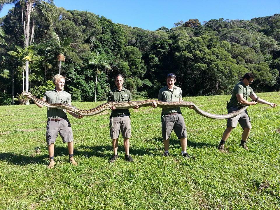 This 5m scrub python was caught in Kuranda Rainforest Park near Cairns in far north Queensland This 5m scrub python was caught in Kuranda Rainforest Park near Cairns in far north Queensland