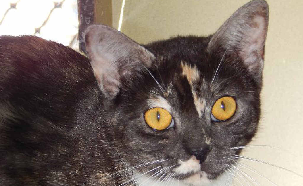 HOME NEEDED: Izzy is a one-year-old female domestic shorthair black smoke torti. She is a sweet-natured girl who gets along well with other cats and likes to receive pats and be brushed. A quiet lifestyle would best suit Izzy. HOME NEEDED: Izzy is a one-year-old female domestic shorthair black smoke torti. She is a sweet-natured girl who gets along well with other cats and likes to receive pats and be brushed. A quiet lifestyle would best suit Izzy.