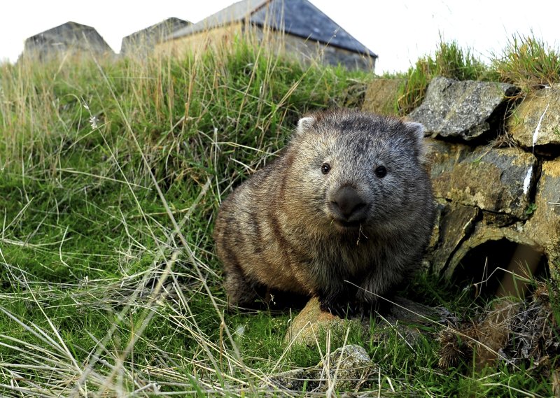 Tasmanian wombat. Photo: Tourism Tasmania Tasmanian wombat. Photo: Tourism Tasmania