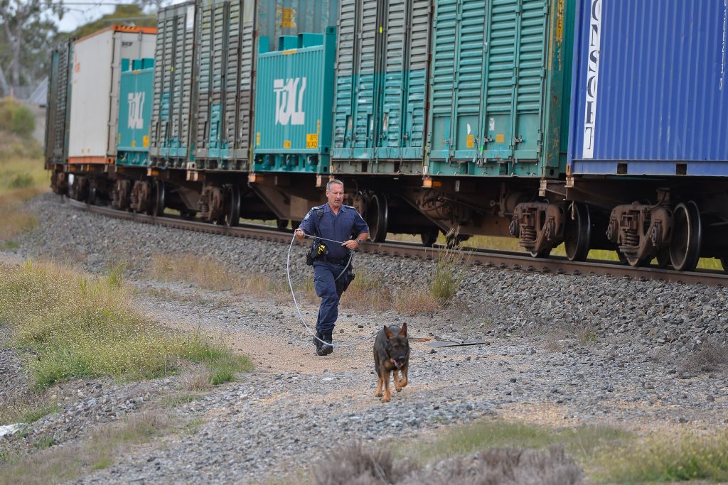 Sergeant Johnson and Fritz looking for the offenders. Sergeant Johnson and Fritz looking for the offenders.