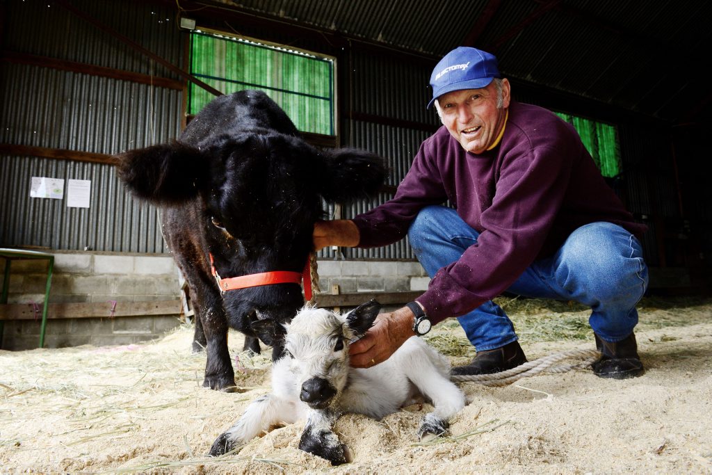 John Macey of Allaru Stud at Belli Park with his Miniature Galloway cow Starlet and newborn calf Miss Showgirl born at the Ipswich Showgrounds during the Ipswich Show. Photo: David Nielsen / The Queensland Times John Macey of Allaru Stud at Belli Park with his Miniature Galloway cow Starlet and newborn calf Miss Showgirl born at the Ipswich Showgrounds during the Ipswich Show. Photo: David Nielsen / The Queensland Times