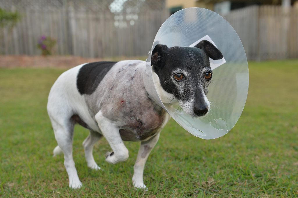 Viv Gibson takes care of her dog, Pepsi, after she was attacked by a larger dog and left with $1000 vet bill. Viv Gibson takes care of her dog, Pepsi, after she was attacked by a larger dog and left with $1000 vet bill.
