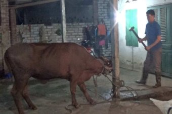 Animals Australia footage shows cattle being slaughtered with a sledgehammer in Vietnam abattoir.
Animals Australia footage shows cattle being slaughtered with a sledgehammer in Vietnam abattoir.