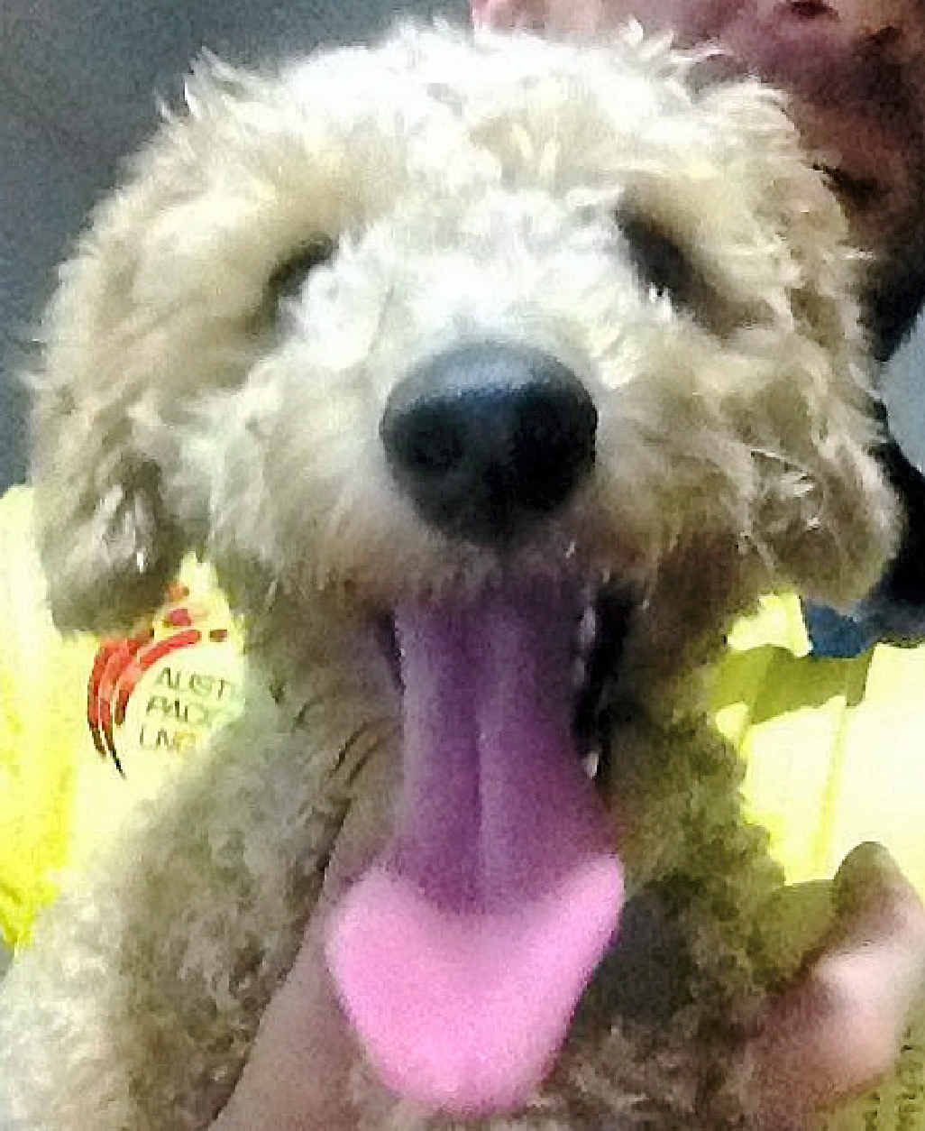 Garrett Atavie's apricot toy poodle, Winnie, was stolen on May 7. Garrett Atavie's apricot toy poodle, Winnie, was stolen on May 7.