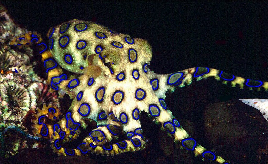 An undated file picture of tiny poisonous blue-ringed octopuses. An undated file picture of tiny poisonous blue-ringed octopuses.