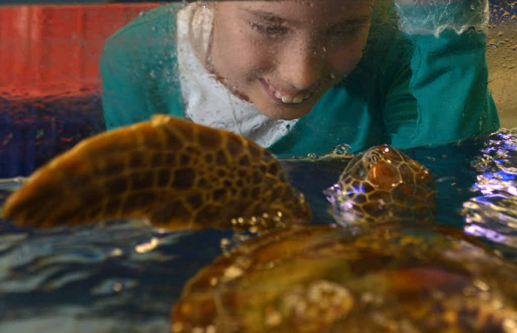 MARINE GIRL: Annabelle Jarrett, 11, is this year’s SEA LIFE Mooloolaba Junior Turtle Crusader.