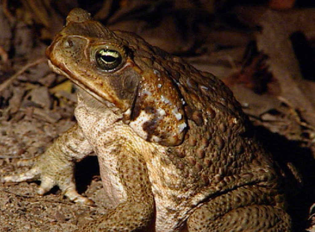 PEST CONTROL: A university study has looked into the most painless way to kill a toad. PEST CONTROL: A university study has looked into the most painless way to kill a toad.