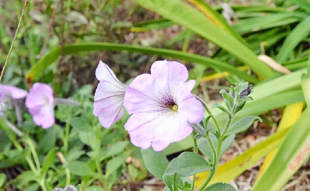 A beautiful geranium blooms in the Thurecht’s garden. A beautiful geranium blooms in the Thurecht’s garden.