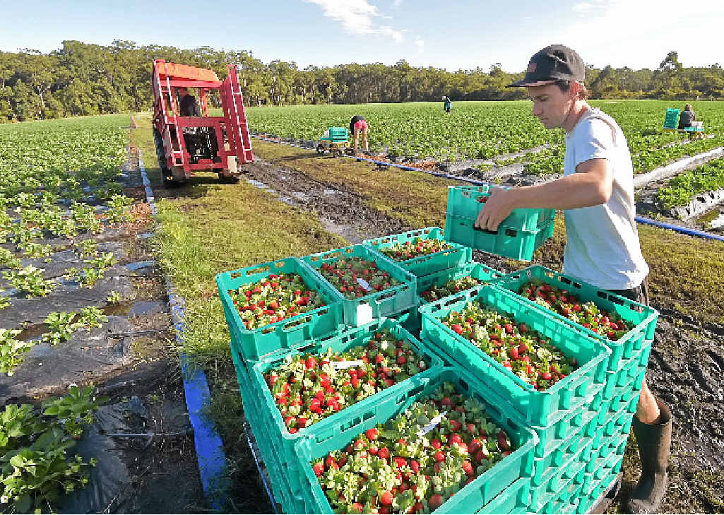 TAKE YOUR PICK: The annual influx of backpacker workers has begun on Sunshine Coast strawberry farms. TAKE YOUR PICK: The annual influx of backpacker workers has begun on Sunshine Coast strawberry farms.