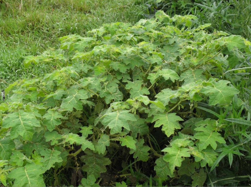 Noxious weed tropical soda apple is a nuisance around cattle and carries a chemical dangerous to humans. Noxious weed tropical soda apple is a nuisance around cattle and carries a chemical dangerous to humans.