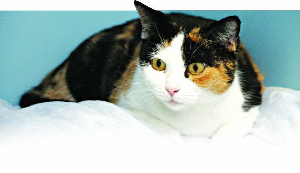 LOOKING FOR A HOME: Samora the cat and dogs Mickey and Mitzie (pictured below) are in the care of 4Paws after their elderly owner died. LOOKING FOR A HOME: Samora the cat and dogs Mickey and Mitzie (pictured below) are in the care of 4Paws after their elderly owner died.