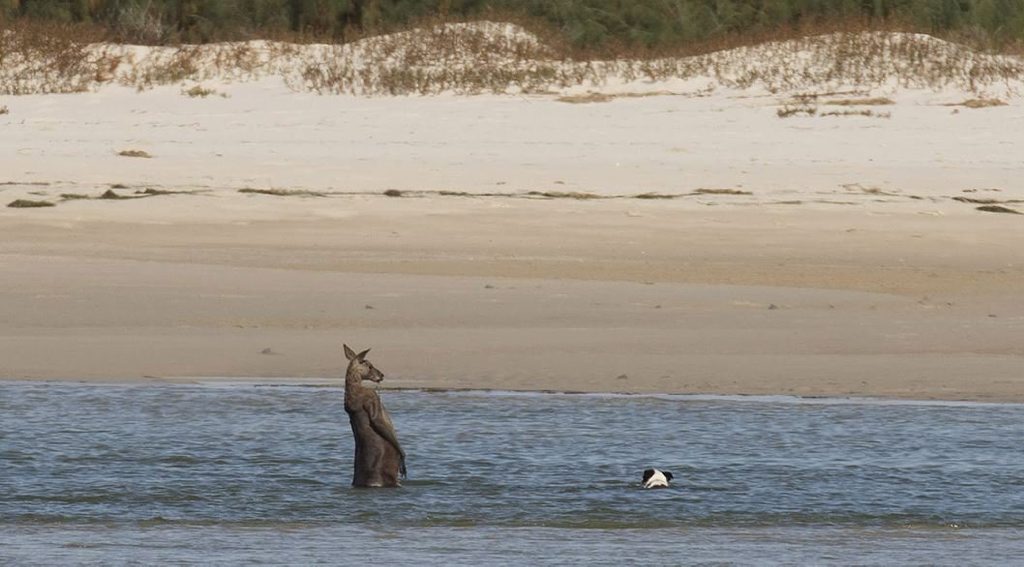 A kangaroo and a dog face-off at the tip off Bribie Island just off Bulcock Beach. Photo: Joe Dunn A kangaroo and a dog face-off at the tip off Bribie Island just off Bulcock Beach. Photo: Joe Dunn
