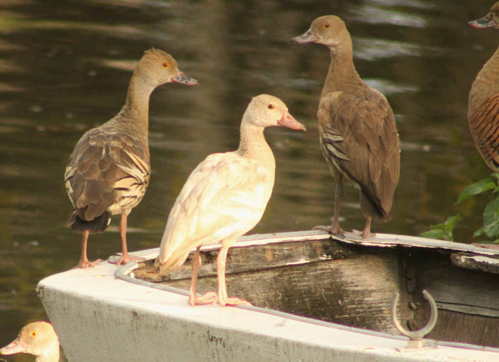 UNIQUE: The pale bird has attracted the attention of local bird watchers and those from afar. Photo: Dr Greg Clancy UNIQUE: The pale bird has attracted the attention of local bird watchers and those from afar. Photo: Dr Greg Clancy