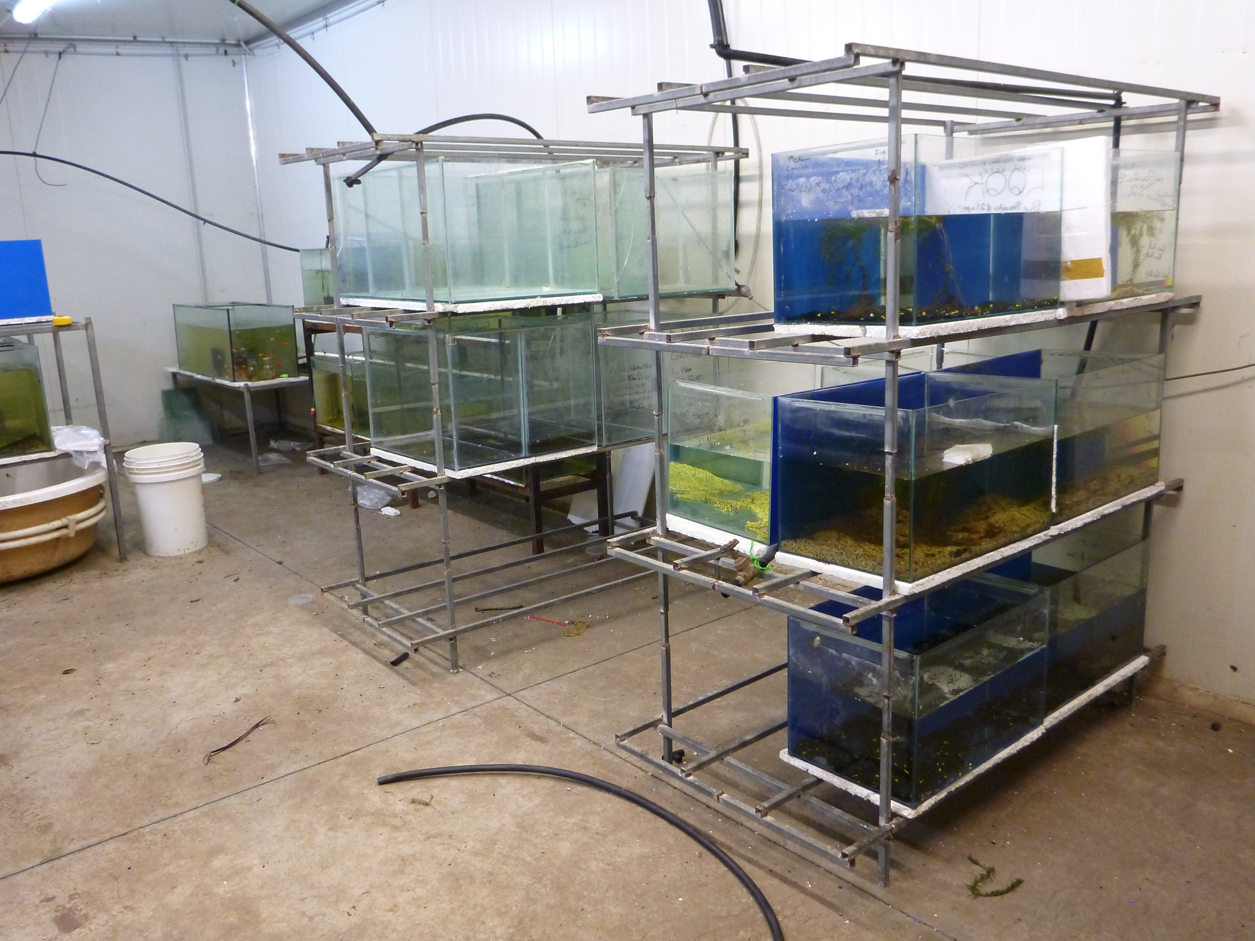 A Sunshine Coast fish breeder has been fined $2617 for a number of offences. A Sunshine Coast fish breeder has been fined $2617 for a number of offences.