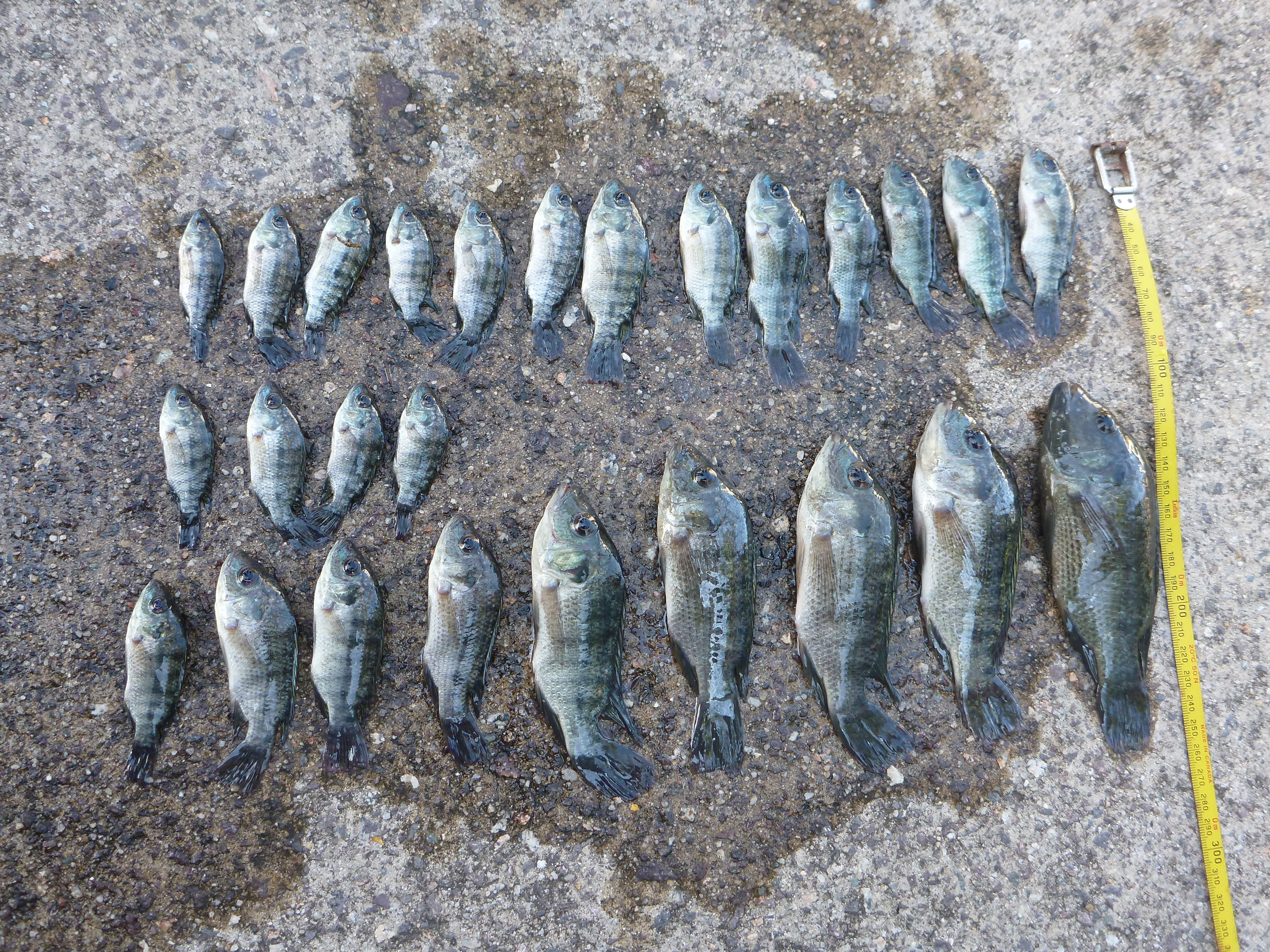 A Sunshine Coast fish breeder has been fined $2617 for a number of offences. A Sunshine Coast fish breeder has been fined $2617 for a number of offences.