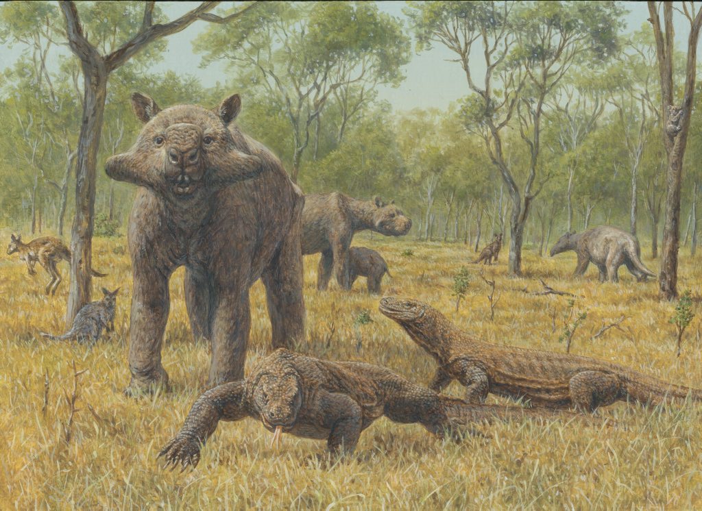 This scene shows a large male Euryzygoma warning off a pair of Komodo Dragons from its mate and her calf (left) as Palorchestes (right middle ground of image) decides to find a safer place to forage. Fossils from the Pliocene deposits of Chinchilla show that a diverse range of animals lived in the area about three million years ago. Photo Contributed This scene shows a large male Euryzygoma warning off a pair of Komodo Dragons from its mate and her calf (left) as Palorchestes (right middle ground of image) decides to find a safer place to forage. Fossils from the Pliocene deposits of Chinchilla show that a diverse range of animals lived in the area about three million years ago. Photo Contributed