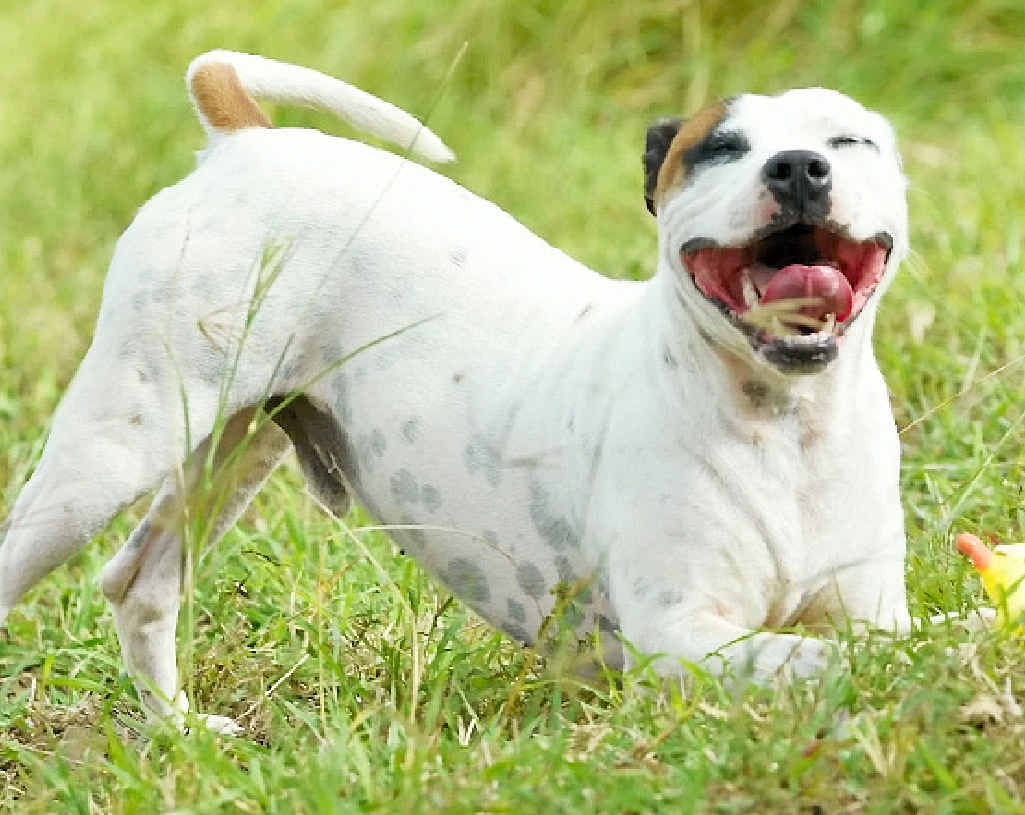 PATCH has the most beautiful nature. He is always smiling and ready to play. This gorgeous staffy cross boy is nearly two years old and looking for a foster home. BELLA is a tender-hearted girl looking for a calm and gentle home. She is a one-year-old terrier cross and would suit someone who loves to cuddle and keep her company. CALEB is going to be a big beautiful boy when he grows up! He is only three months old and is already independent and happy hanging out with dogs and people alike. Caleb is a mastiff cross. PIPPI just loves loves loves people! This young girl is only nine months old and has so much love to give her special family. Pippi would love to find a foster home while waiting for her forever family. PATCH has the most beautiful nature. He is always smiling and ready to play. This gorgeous staffy cross boy is nearly two years old and looking for a foster home. BELLA is a tender-hearted girl looking for a calm and gentle home. She is a one-year-old terrier cross and would suit someone who loves to cuddle and keep her company. CALEB is going to be a big beautiful boy when he grows up! He is only three months old and is already independent and happy hanging out with dogs and people alike. Caleb is a mastiff cross. PIPPI just loves loves loves people! This young girl is only nine months old and has so much love to give her special family. Pippi would love to find a foster home while waiting for her forever family.