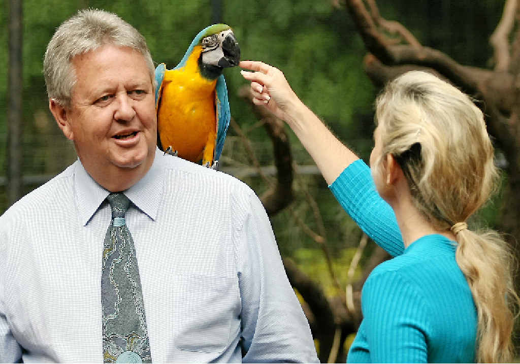 ZOO FAVOURITE: The blue and gold macaws at the Rockhampton Zoo were popular birds, but have both passed away in recent months. One of the macaws is pictured with former Rockhampton Mayor Brad Carter and councillor Cherie Rutherford. ZOO FAVOURITE: The blue and gold macaws at the Rockhampton Zoo were popular birds, but have both passed away in recent months. One of the macaws is pictured with former Rockhampton Mayor Brad Carter and councillor Cherie Rutherford.