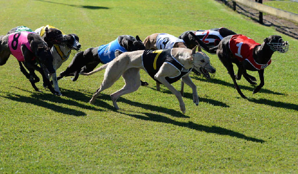 STRONG RUN: The start of race one at Thabeban Park. STRONG RUN: The start of race one at Thabeban Park.